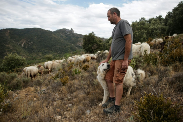 Frédéric Bichon et son troupeau à Cucugnan (Aude), le 21 août 2021 ( AFP / Valentine CHAPUIS )