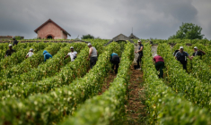 Des vendangeurs travaillent dans les vignes du Château de Meursault, le 26 août 2025 à Meursault, en Côte d'Or ( AFP / ARNAUD FINISTRE )