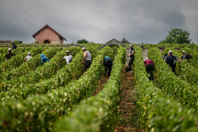 Des vendangeurs travaillent dans les vignes du Château de Meursault, le 26 août 2025 à Meursault, en Côte d'Or ( AFP / ARNAUD FINISTRE )