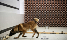 Le chien policier Snatch recherche des objets numériques lors d'un entraînement au Centre National d'Instruction Cynophile de la Gendarmerie (CNICG) à Gramat, le 19 mai 2025 dans le Lot ( AFP / Lionel BONAVENTURE )