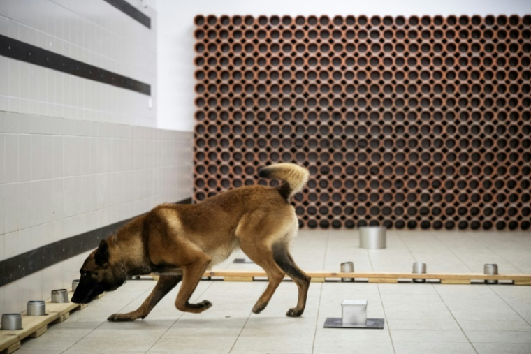 Le chien policier Snatch recherche des objets numériques lors d'un entraînement au Centre National d'Instruction Cynophile de la Gendarmerie (CNICG) à Gramat, le 19 mai 2025 dans le Lot ( AFP / Lionel BONAVENTURE )