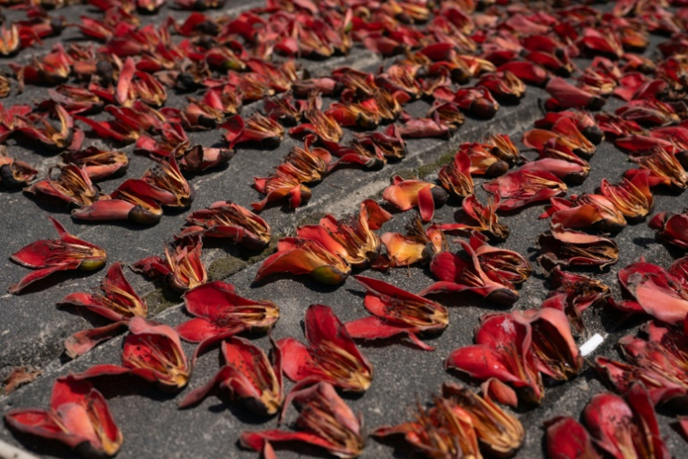 Des fleurs de kapokier mises à sécher au soleil dans un quartier résidentiel de Hong Kong, le 16 mars 2026 ( AFP / Yan Zhao )
