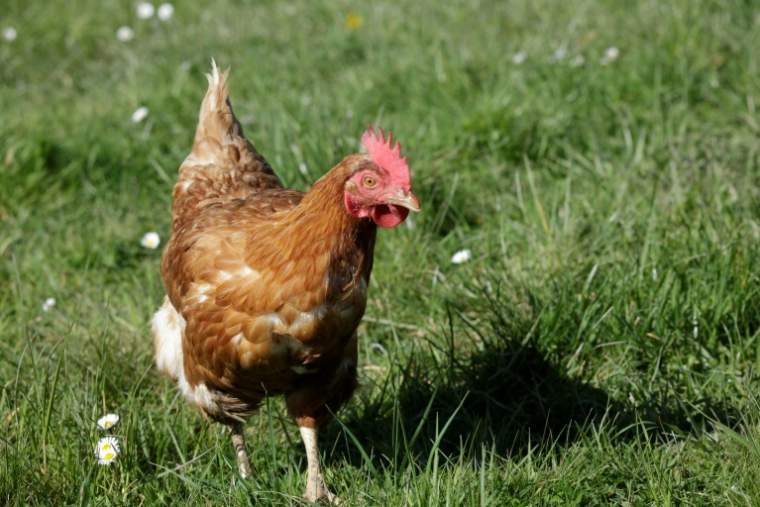 Au total, depuis le lancement du programme en 2015, plus de 5.200 poules ont été distribuées, selon l'agglomération ( AFP / PASCAL LACHENAUD )
