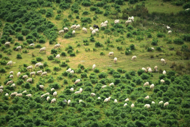 Des moutons dans les montagnes d'Iraty à Larrau dans les Pyrénées-Atlantiques le 2 juillet 2026 ( AFP / Gaizka IROZ )