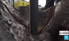 Nigeria : redonner une seconde vie aux arbres abimés