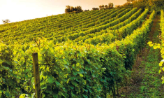 Le vin plus rentable que les actions du CAC 40 ?  (© Fotolia)