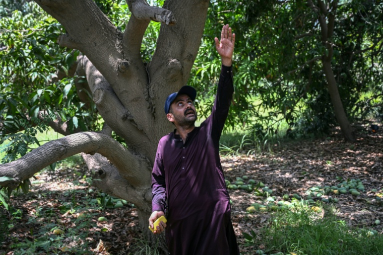 Mohammad Shakeel, gérant d'une plantation de manguiers, donne des instructions à ses ouvriers pendant la récolte dans un verger à Hyderabad, dans la province du Sindh, le 4 juin 2026 au Pakistan ( AFP / Rizwan TABASSUM )
