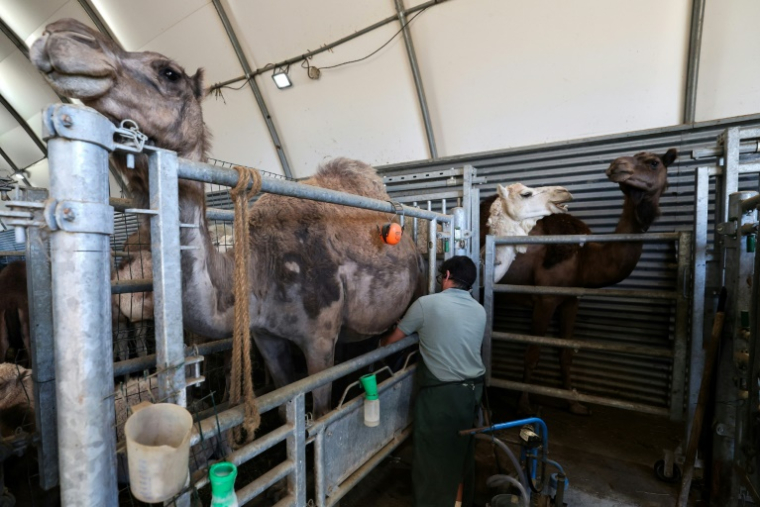 Julien Job, propriétaire de "La Camelerie", une ferme de chameaux, trait ses chamelles à Feignies, le 16 juin 2025 dans le Nord ( AFP / FRANCOIS LO PRESTI )