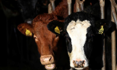 Les bovins près de Biggar, en Grande-Bretagne