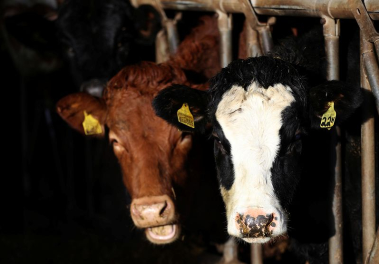 Les bovins près de Biggar, en Grande-Bretagne