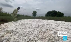 Présidentielle à Djibouti : Ismaïl Omar Guelleh, au pouvoir depuis 1999, brigue un cinquième mandat