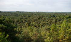 Vue aérienne de la forêt de Fontainebleau, près de Noisy-sur-École, le 6 août 2025 en Seine-et-Marne ( AFP / Martin LELIEVRE )