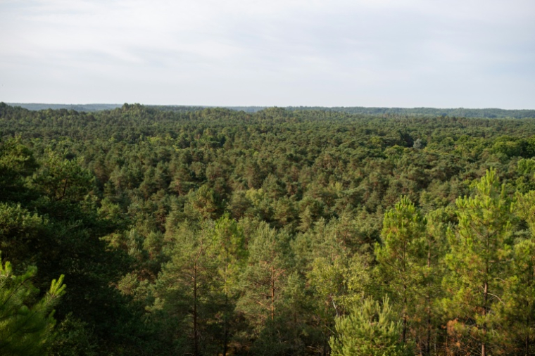 Vue aérienne de la forêt de Fontainebleau, près de Noisy-sur-École, le 6 août 2025 en Seine-et-Marne ( AFP / Martin LELIEVRE )