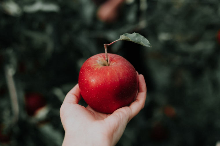 N'y aura-t-il bientôt plus de pommes françaises dans les compotes industrielles ? (Crédits photo : Unsplash - Priscilla Du Preez  )
