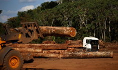 LES PERTES FORESTIÈRES EN 2021 MENACENT LES OBJECTIFS CLIMATIQUES MONDIAUX, SELON UN RAPPORT