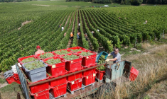 Début des vendanges dans la région du champagne en France