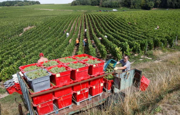 Début des vendanges dans la région du champagne en France