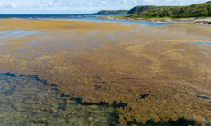 Des sargasses près de la plage de Petit Canal, en Guadeloupe, le 16 avril 2023 ( AFP / Olivier MORIN )