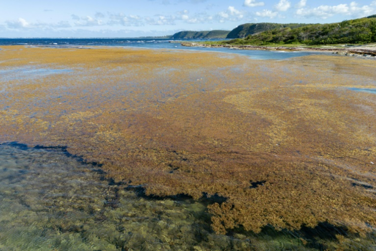 Des sargasses près de la plage de Petit Canal, en Guadeloupe, le 16 avril 2023 ( AFP / Olivier MORIN )