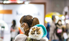 Une startup japonaise a déposé une demande d'homologation pour un nouveau traitement contre l'insuffisance rénale chronique chez le chat ( AFP / Philip FONG )