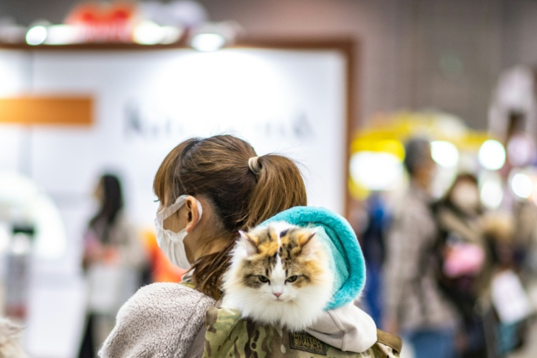 Une startup japonaise a déposé une demande d'homologation pour un nouveau traitement contre l'insuffisance rénale chronique chez le chat ( AFP / Philip FONG )