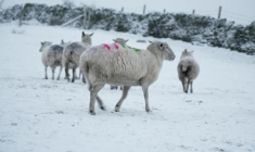 La neige recouvre le Peak District au Royaume-Uni