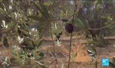 À Chypre, le changement climatique menace la culture millénaire des oliviers