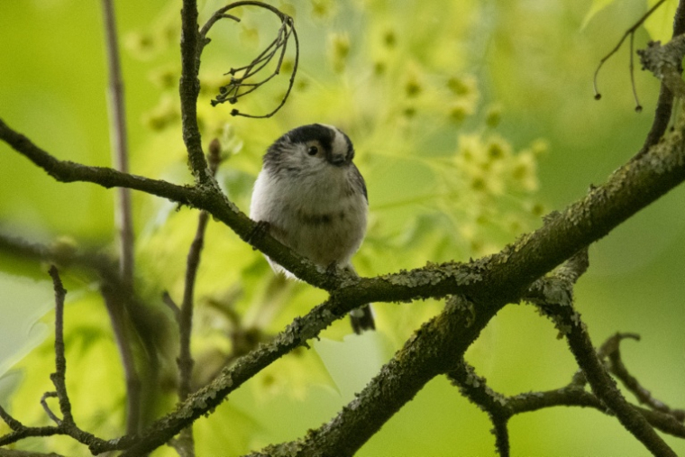 Une mésange à longue queue dans le Bois de Vincennes, près de Paris, le 2 avril 2026 ( AFP / Martin LELIEVRE )