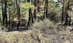 Espagne : des zones calcinées et des forêts encore fumantes après les incendies de forêt