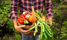 Manger bio c’est aussi manger autrement et cela permet de consommer certains produits moins coûteux ( crédit photo : Shutterstock )
