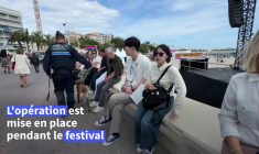 Cannes: sur la Croisette, les chiens renifleurs traquent les stupéfiants