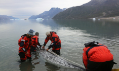 Image fournie par l'Institut des ressources naturelles du Groenland et montrant des scientifiques en train d'installer en août 2017 un capteur sur un narval, au Groenland ( Handout / The Greenland Institute of Natural Resources )
