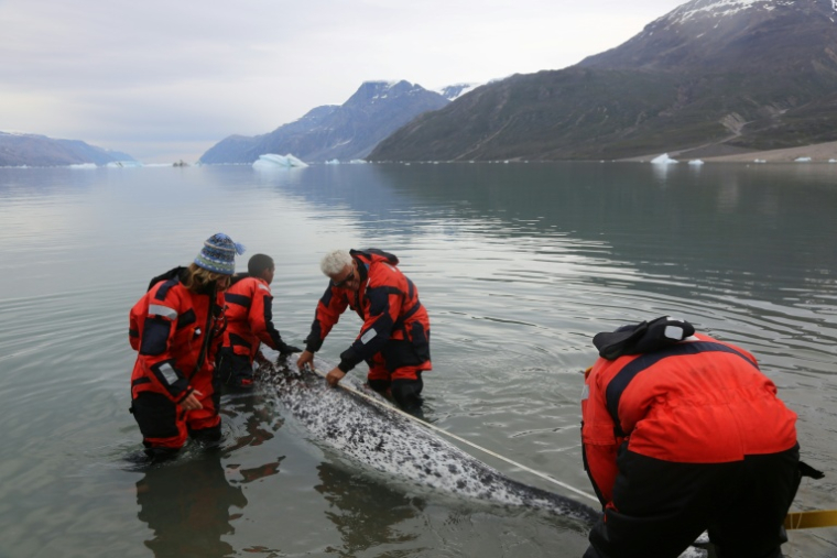 Image fournie par l'Institut des ressources naturelles du Groenland et montrant des scientifiques en train d'installer en août 2017 un capteur sur un narval, au Groenland ( Handout / The Greenland Institute of Natural Resources )