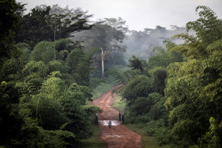 Un homme marche sur une piste en forêt près de Bopolu, au Liberia, le 15 novembre 2021 ( AFP / JOHN WESSELS )