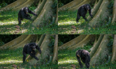 Montage photos non datées et publiées par l’université de St Andrews, le 6 septembre 2022, montrant un chimpanzé tambourinant sur un arbre dans la forêt de Budongo, en Ouganda ( University of St Andrews / Adrian Soldati )