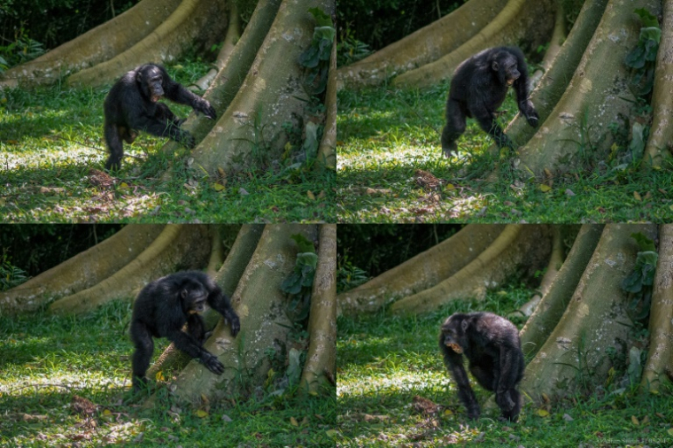 Montage photos non datées et publiées par l’université de St Andrews, le 6 septembre 2022, montrant un chimpanzé tambourinant sur un arbre dans la forêt de Budongo, en Ouganda ( University of St Andrews / Adrian Soldati )