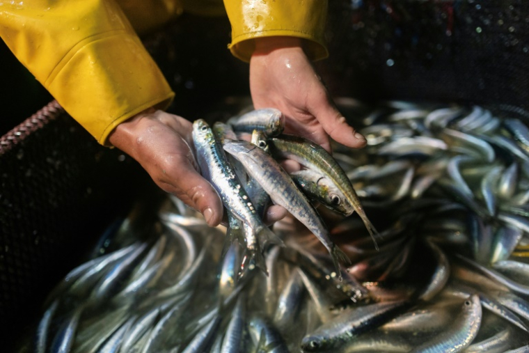 Un marin du bateau de pêche Stereden Ar Moor montre des sardines pêchées dans la nuit, au large du Conquet, le 18 juillet 2025 dans le Finistère ( AFP / Fred TANNEAU )