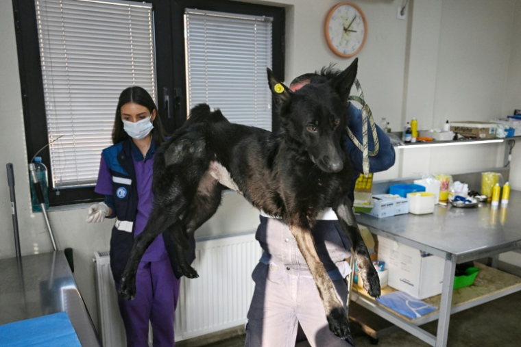 Un chien errant examiné par un vétérinaire dans un refuge municipal de Tbilissi, le 14 novembre 2025 ( AFP / Vano SHLAMOV )
