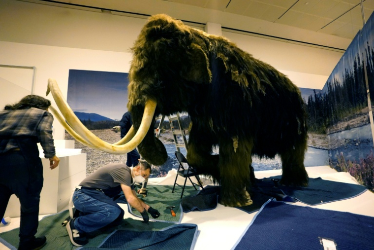 Un mammouth laineux (Mammuthus primigenius) dans le musée d'Histoire naturelle américain de New York lors d'une exposition sur "Le monde secret des éléphants" le 23 octobre 2023 ( AFP / TIMOTHY A. CLARY )