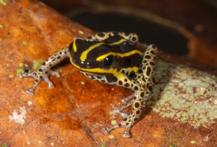 Une grenouille Ranitomeya hwata est présentée le 6 octobre 2025 par le musée de la biodiversité du Pérou ( Peru's Biodiversity Museum / Juan Carlos CHAPARRO )