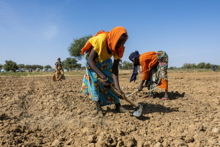 Des réfugiées soudanaises travaillent dans une ferme communautaire près du camp de Farchana, au Tchad, le 14 janvier 2026 ( AFP / Joris Bolomey )