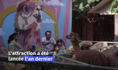 Dans un zoo du Pakistan, on peut boire son café avec des alpagas