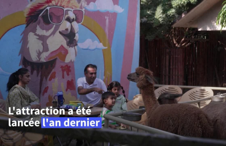Dans un zoo du Pakistan, on peut boire son café avec des alpagas