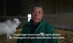 Salon de l'agriculture: la vache Biguine, première égérie d'outre-mer