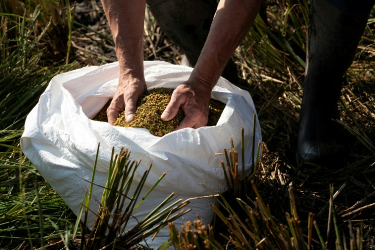 L'agriculteur Sander Roeleveld examine la première récolte de riz provenant de son champ à Oud Ade, aux Pays-Bas, le 29 septembre 2026 ( AFP / Lina Selg )