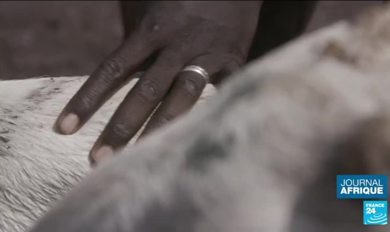 Tabaski au Mali : le commerce de moutons mis en péril par la guerre