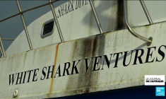 Afrique du Sud : le grand requin blanc absent des côtes