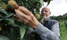 Le producteur de clémentines Jean-Paul Mancel cueille un fruit dans son verger de Santa-Lucia-di-Moriani, en Corse, le 14 novembre 2025 ( AFP / Pascal POCHARD-CASABIANCA )