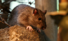 Un rat dans les rues de New York, le 1er août 2025 ( AFP / CHARLY TRIBALLEAU )