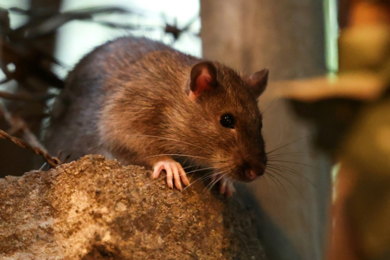 Un rat dans les rues de New York, le 1er août 2025 ( AFP / CHARLY TRIBALLEAU )